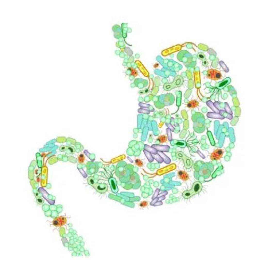 Gut Health :
